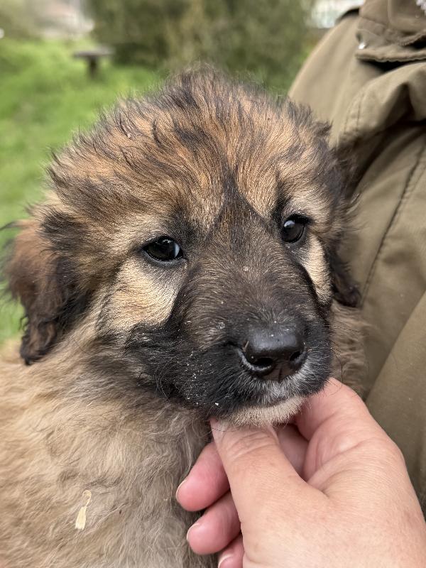 🌸🐾 moka 🐾🌸 splendida cucciola taglia media in adozione  Foto 2