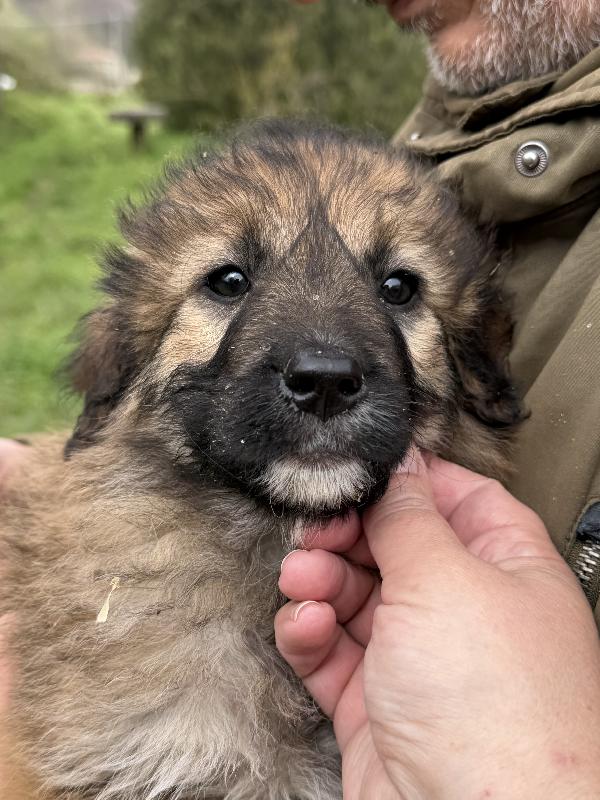 🌸🐾 moka 🐾🌸 splendida cucciola taglia media in adozione  Foto 3