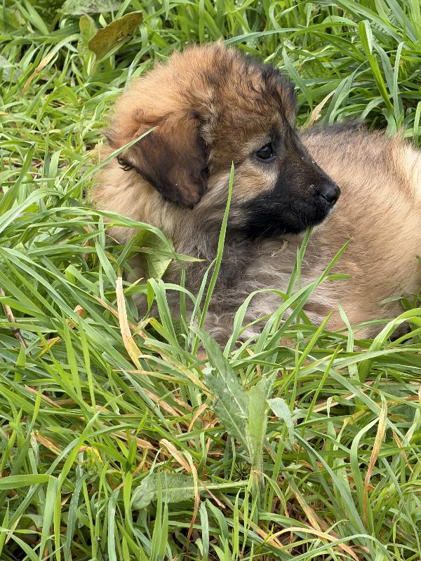 🌸🐾 moka 🐾🌸 splendida cucciola taglia media in adozione  Foto 6