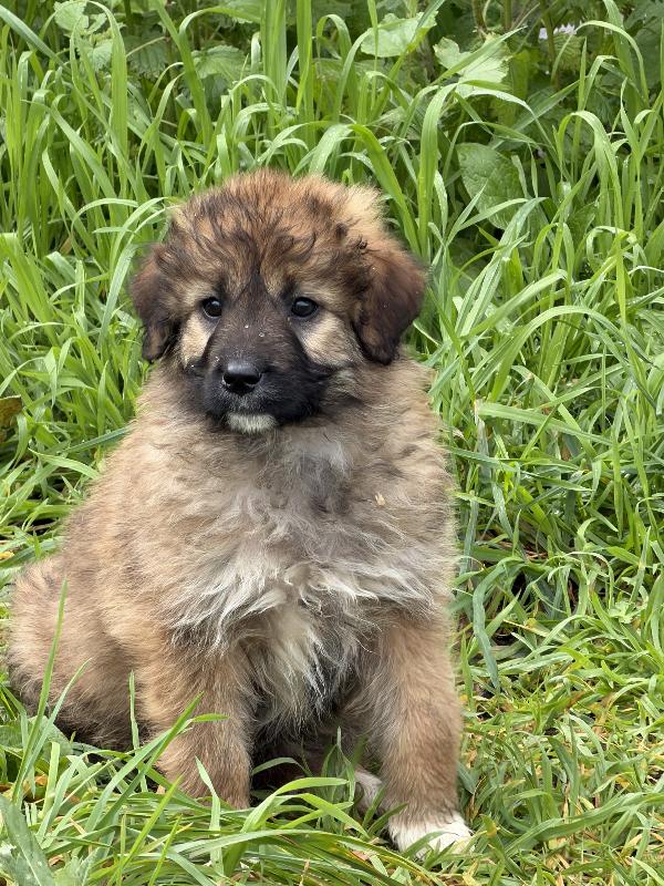 🌸🐾 moka 🐾🌸 splendida cucciola taglia media in adozione  Foto 7