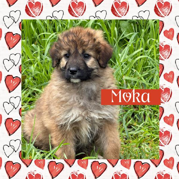 💕🐾 Moka 🐾💕 Splendida Taglia Media Cucciola In Adozione 