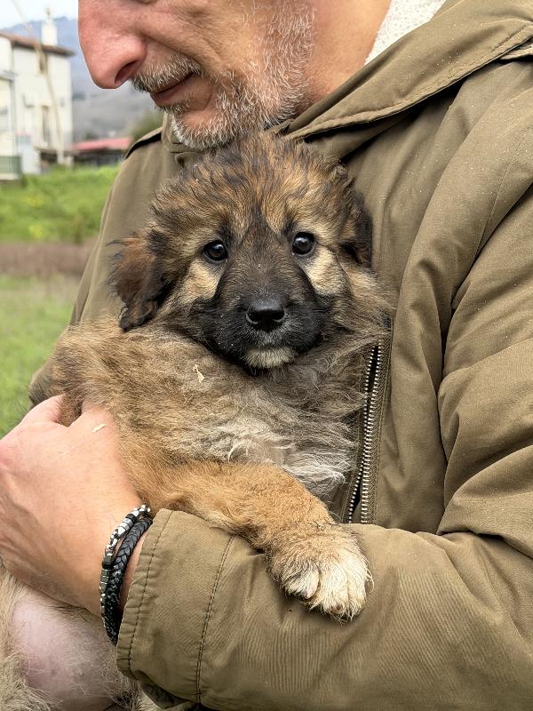 💕🐾 moka 🐾💕 splendida taglia media cucciola in adozione  Foto 3