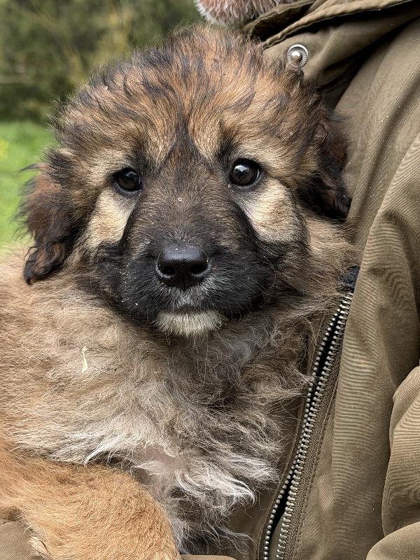 💕🐾 moka 🐾💕 splendida taglia media cucciola in adozione  Foto 4