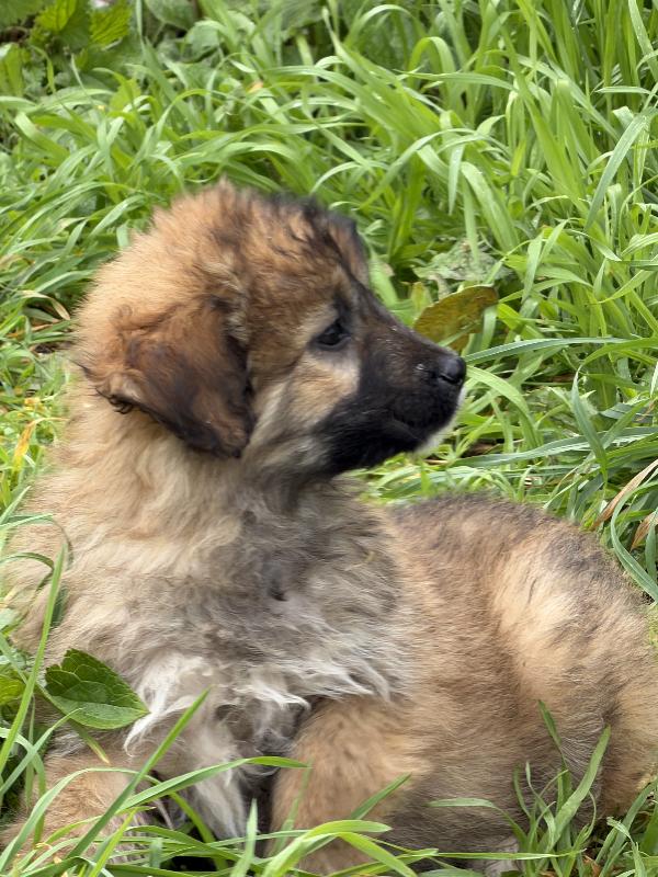 💕🐾 moka 🐾💕 splendida taglia media cucciola in adozione  Foto 7