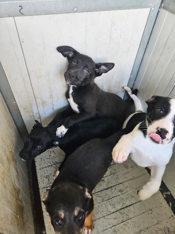 Lipari: 3 mesi taglia contenuta  Foto 2