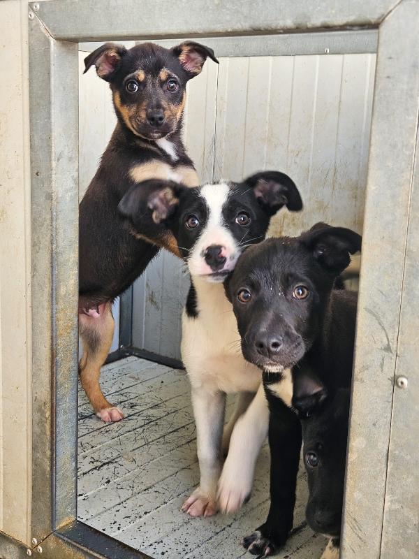 Lipari: 3 mesi taglia contenuta  Foto 4