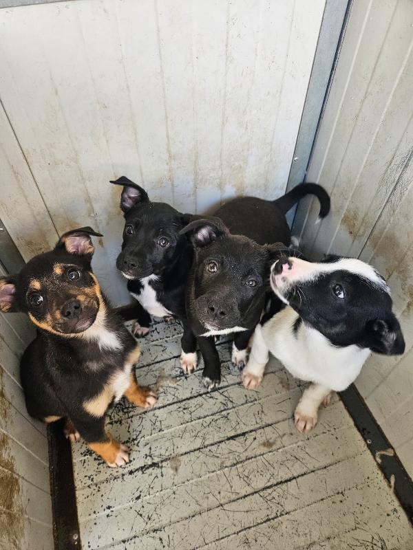 Lipari: 3 mesi taglia contenuta  Foto 3