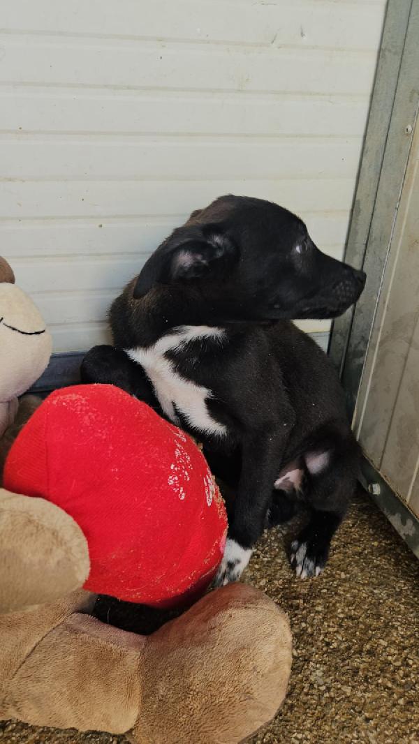 Lipari: 3 mesi taglia contenuta  Foto 9