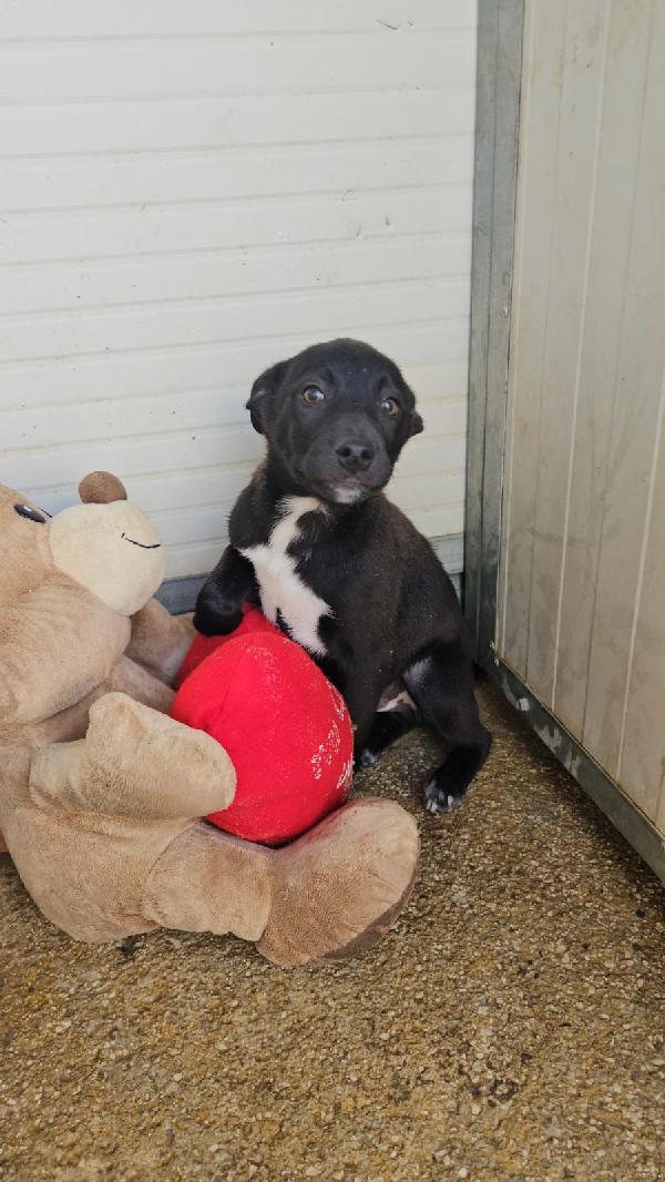 Lipari Splendido Dolce Cucciolino Cerca Casa 