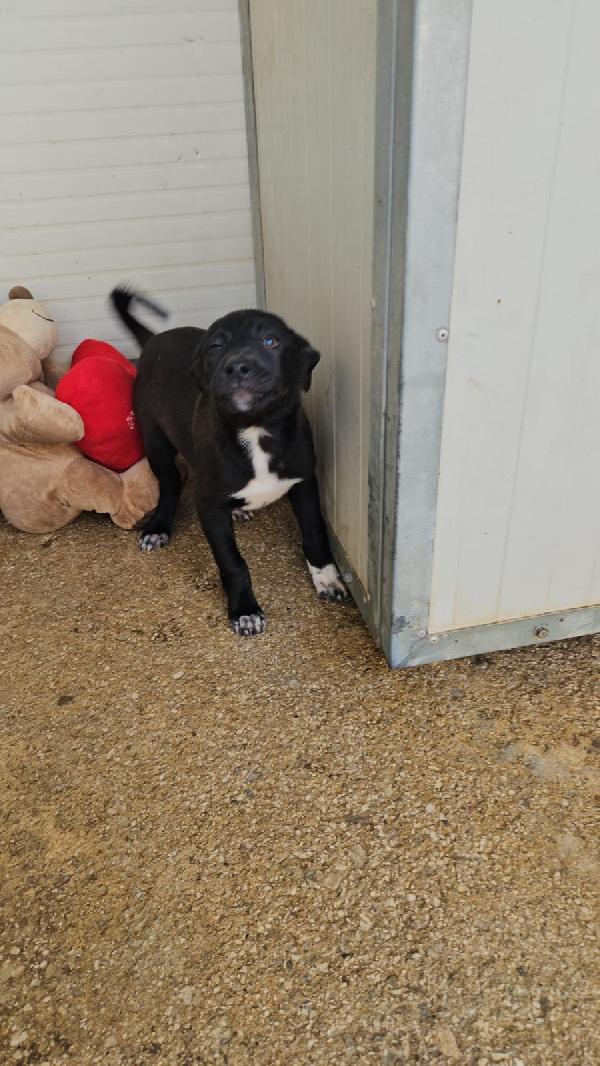 Lipari splendido dolce cucciolino cerca casa  Foto 2