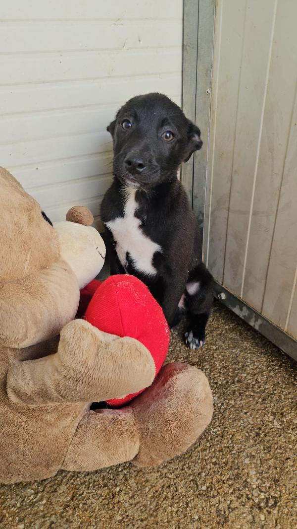 Lipari splendido dolce cucciolino cerca casa  Foto 4
