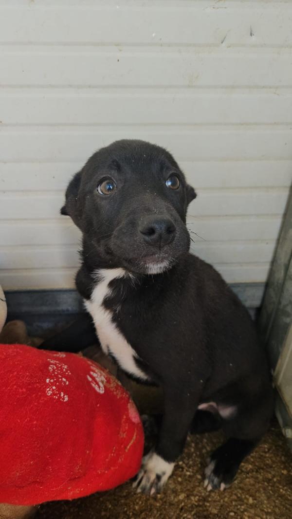 Lipari splendido dolce cucciolino cerca casa  Foto 6