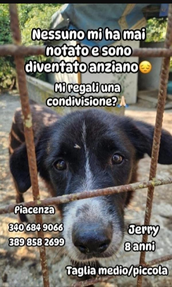Jerry 8/9Anni Aspetta Casa Da Cucciolo! Piacenza