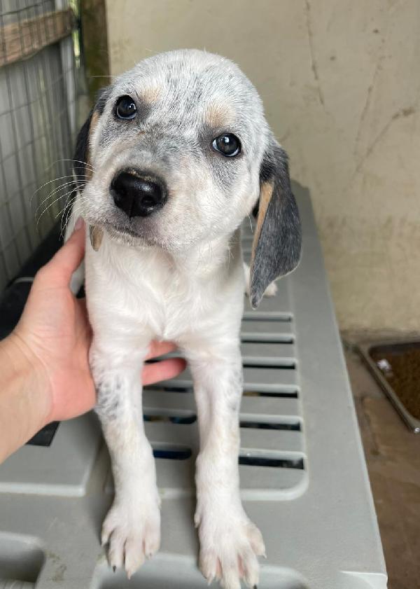 Sirya Mix Segugina Setterina