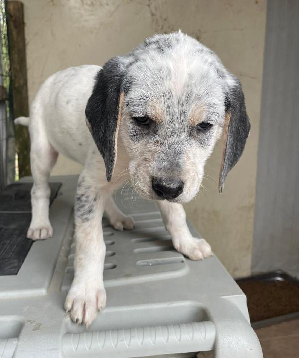 SIRYA MIX SEGUGINA SETTERINA Foto 4