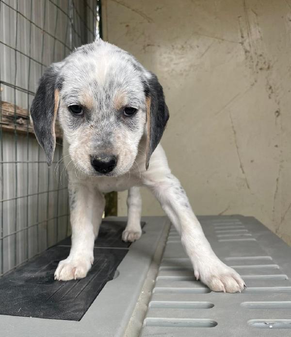 SIRYA MIX SEGUGINA SETTERINA Foto 5