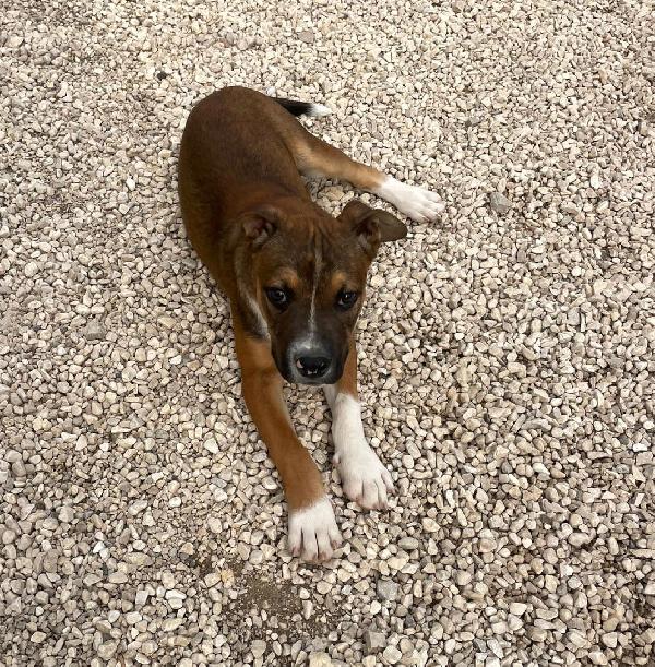 SOS SOS CHOCO Foto 2