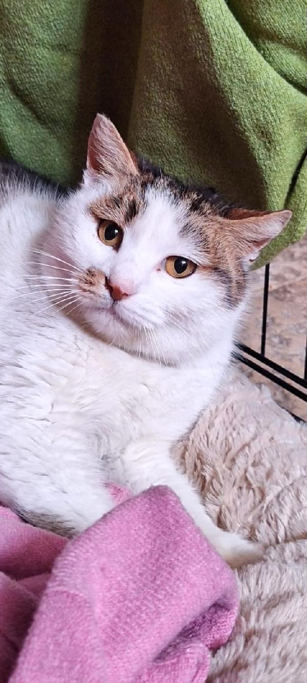 Lovely, Una Promessa D'amore