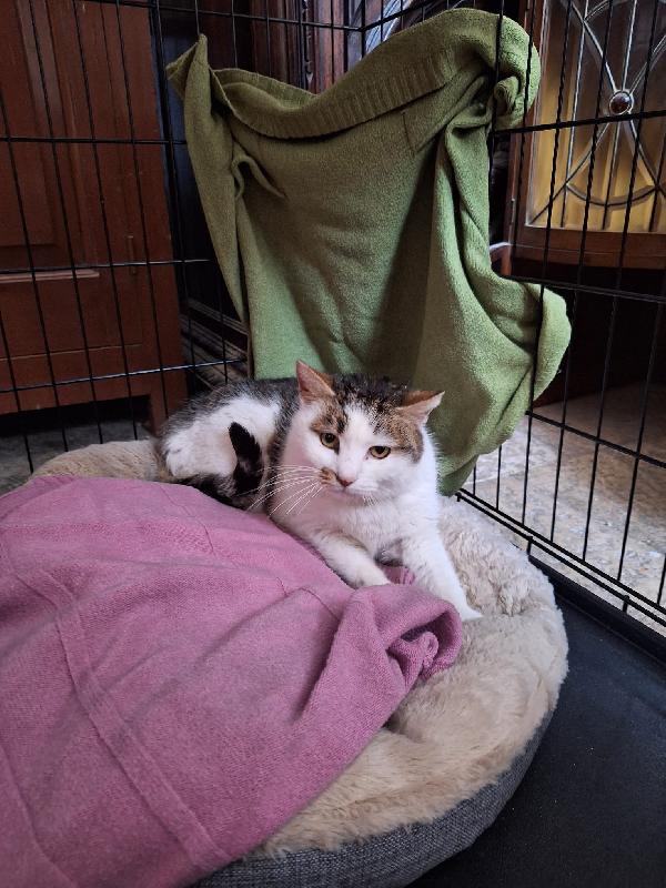 Lovely, una promessa d'amore Foto 5