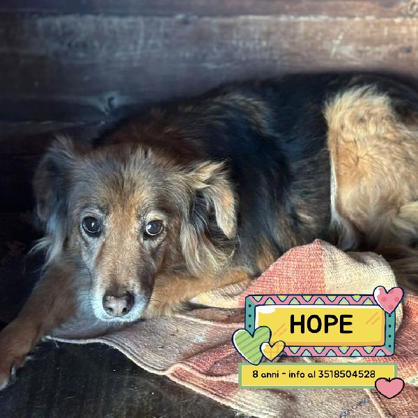 Hope Cagnolina 8 Anni Cerca Casa - Adozione Del Cuore 