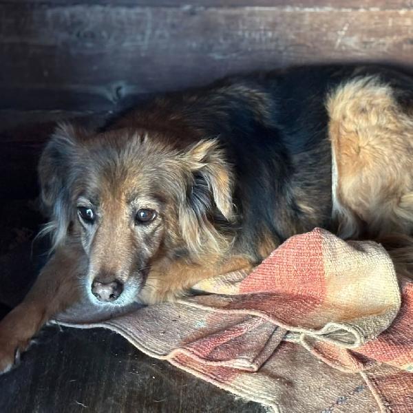 HOPE cagnolina 8 anni cerca casa - adozione del cuore  Foto 2