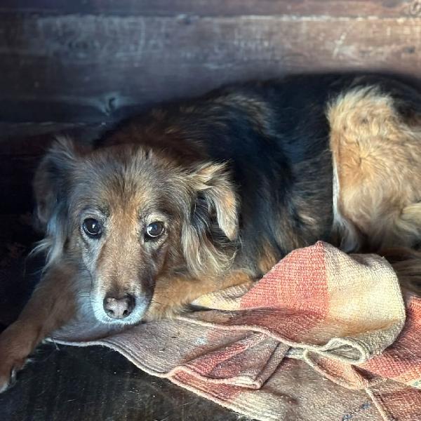 HOPE cagnolina 8 anni cerca casa - adozione del cuore  Foto 3
