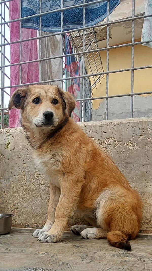 Dolcissima Magma Foto 4