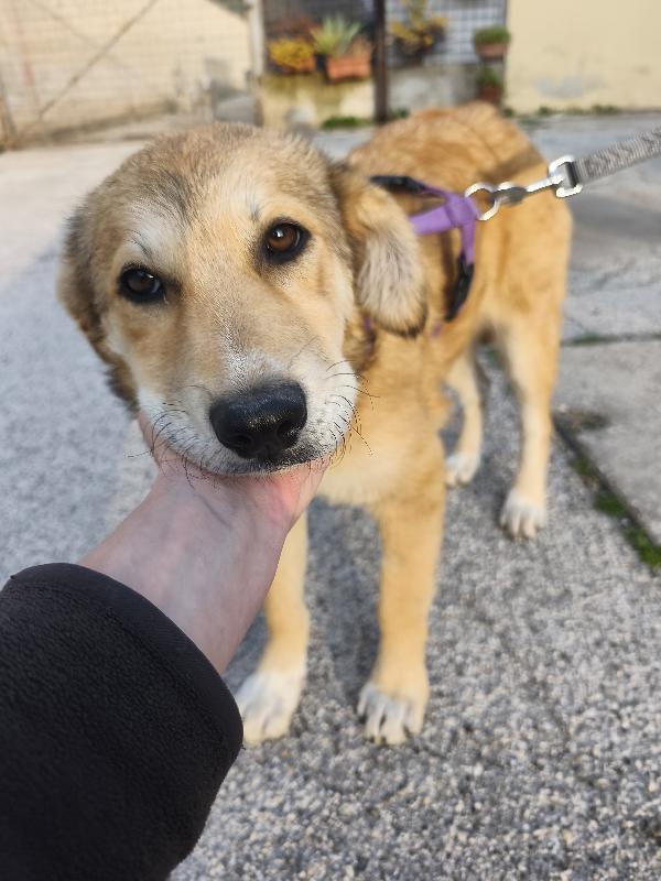 Dolcissima Magma Foto 5