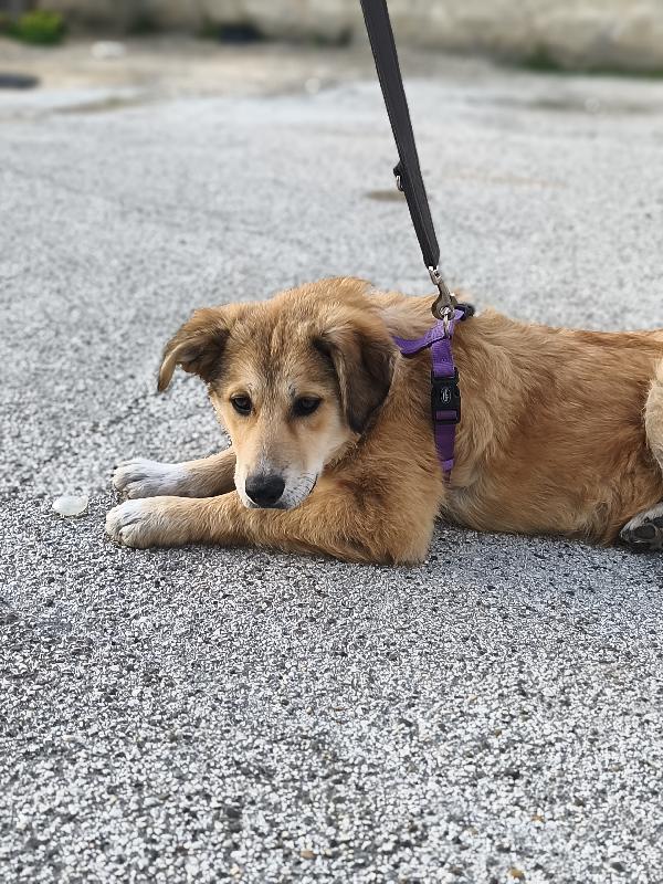 Dolcissima Magma Foto 6