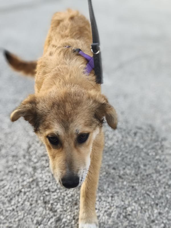 Dolcissima Magma Foto 7