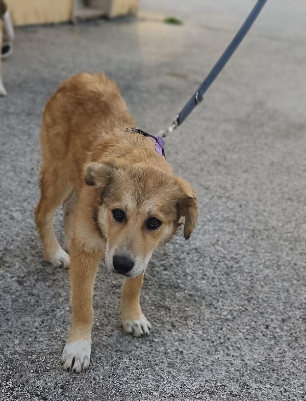 Dolcissima Magma Foto 8