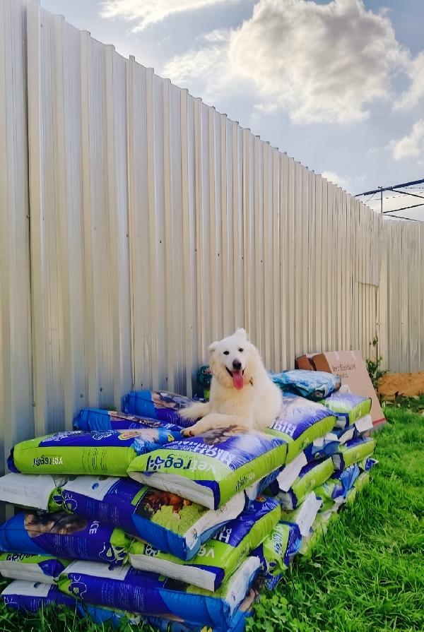 Gucci, splendido pastore svizzero Foto 3