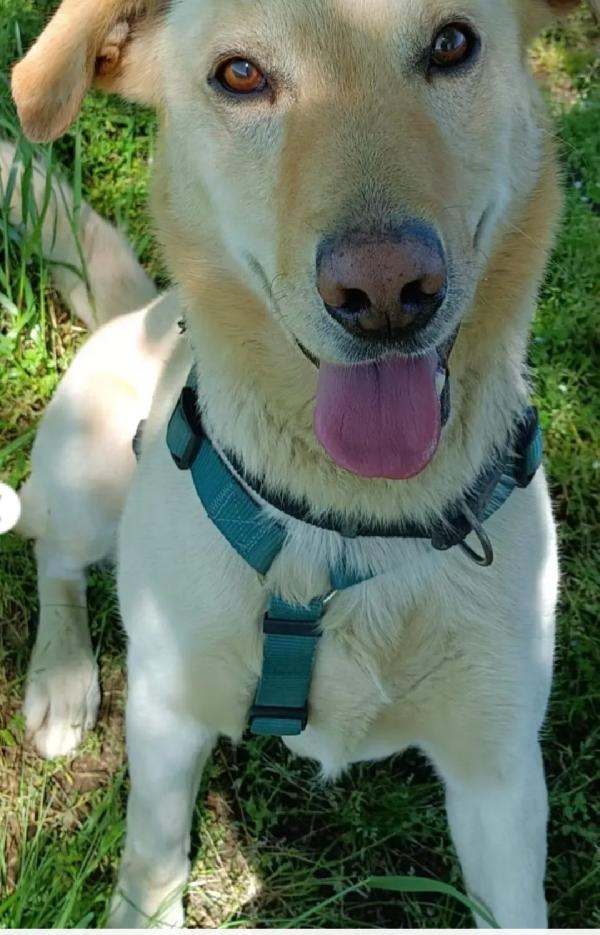 Vasco 4anni SBALLOTTATO DA 1BOX ALL ALTRO! MILANO Foto 3