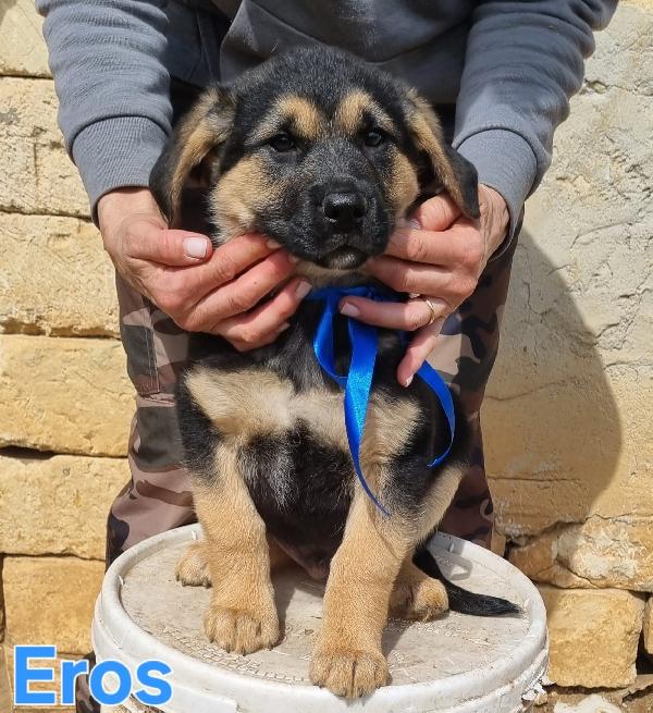 Eros Cucciolo Maschio Taglia Medio Grande