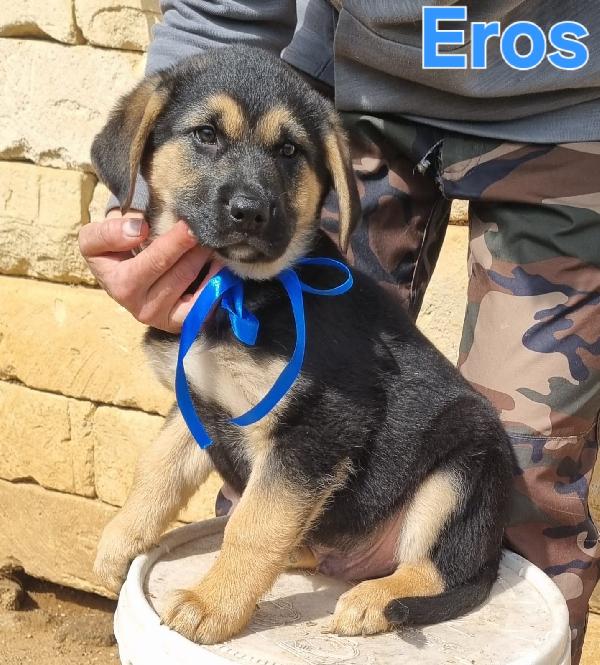 EROS CUCCIOLO MASCHIO TAGLIA MEDIO GRANDE Foto 2