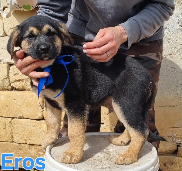 EROS CUCCIOLO MASCHIO TAGLIA MEDIO GRANDE Foto 3