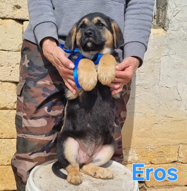 EROS CUCCIOLO MASCHIO TAGLIA MEDIO GRANDE Foto 4