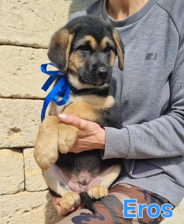 EROS CUCCIOLO MASCHIO TAGLIA MEDIO GRANDE Foto 5