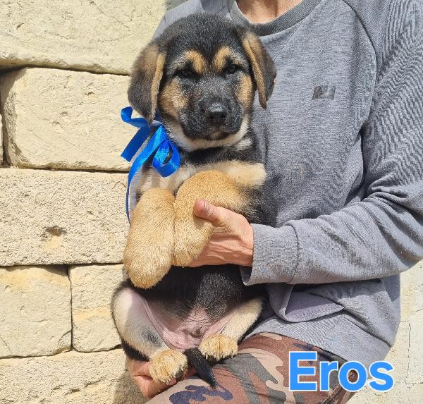 EROS CUCCIOLO MASCHIO TAGLIA MEDIO GRANDE Foto 6
