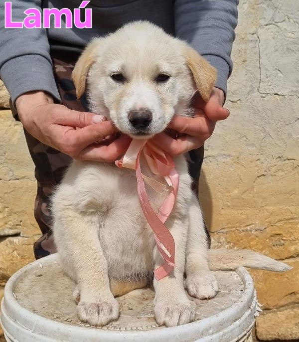 Lamu' Cucciola Femmina 