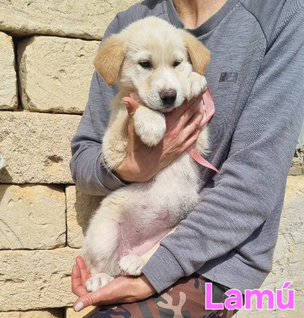 LAMU' CUCCIOLA FEMMINA  Foto 2