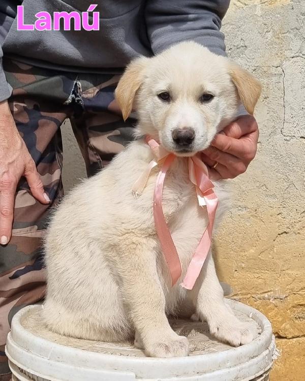 LAMU' CUCCIOLA FEMMINA  Foto 3