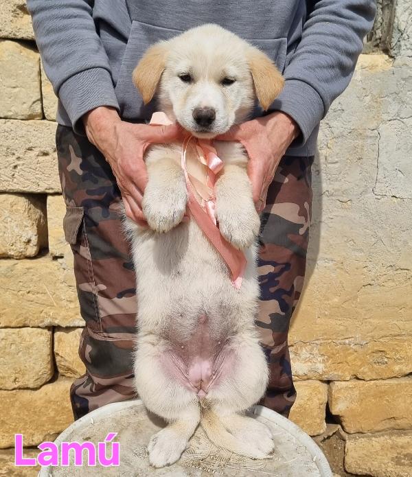 LAMU' CUCCIOLA FEMMINA  Foto 4