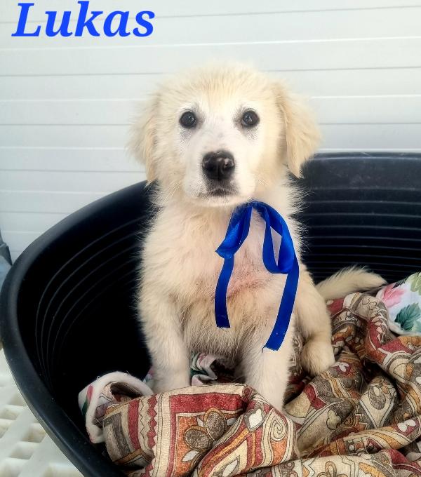 Lukas Cucciolo Maschio