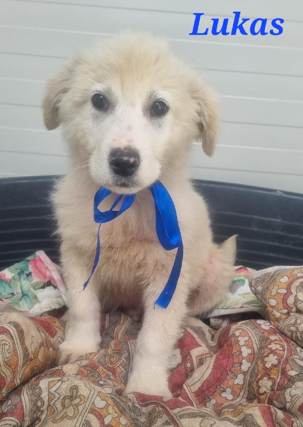 LUKAS CUCCIOLO MASCHIO Foto 2