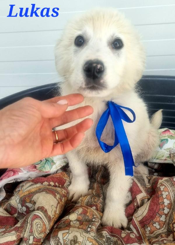 LUKAS CUCCIOLO MASCHIO Foto 3