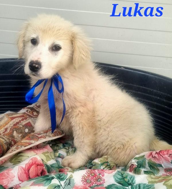 LUKAS CUCCIOLO MASCHIO Foto 4