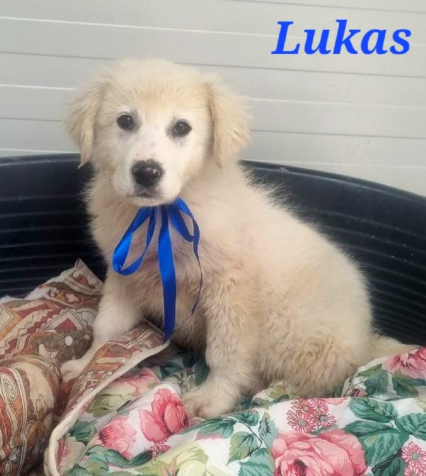 LUKAS CUCCIOLO MASCHIO Foto 5