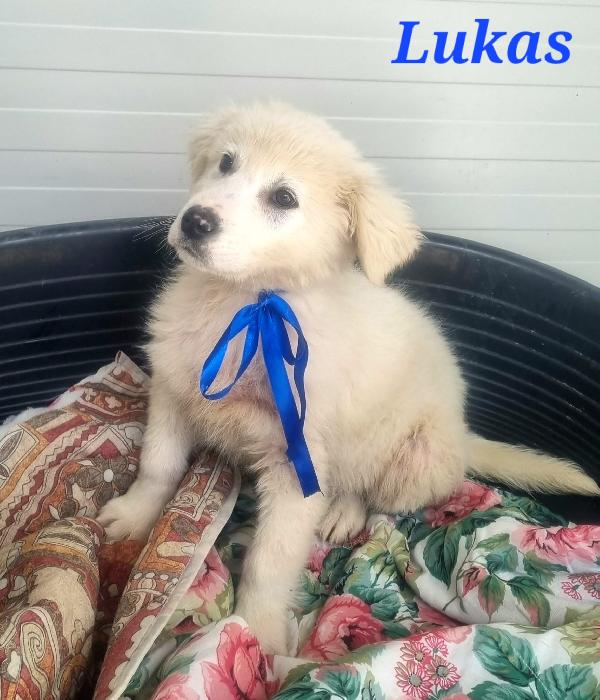 LUKAS CUCCIOLO MASCHIO Foto 6