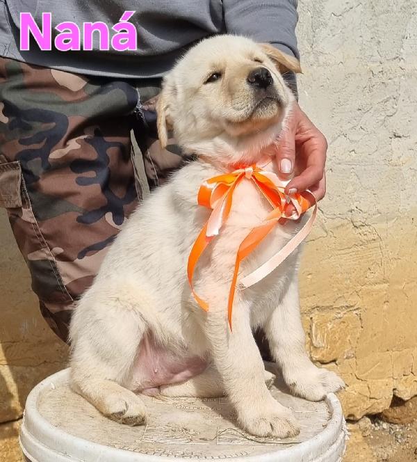 NANA' CUCCIOLA FEMMINA Foto 2